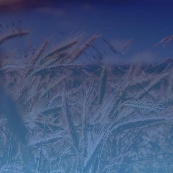 Agriculture, forestry and fishing